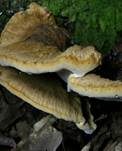 Flacher Schillerporling, Foto 15