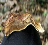 Flacher Schillerporling, Foto 21