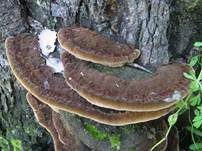 Flacher Schillerporling, Foto 22