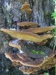 Flacher Schillerporling, Foto 23
