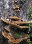 Flacher Schillerporling, Foto 25