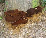 Flacher Schillerporling, Foto 31