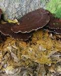 Flacher Schillerporling, Foto 32