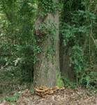 Flacher Schillerporling, Foto 33