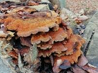 Flacher Schillerporling, Foto 6