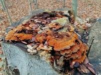 Flacher Schillerporling, Foto 7