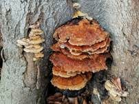 Flacher Schillerporling, Foto 8
