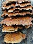 Flacher Schillerporling, Foto 10