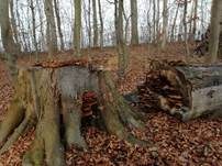Flacher Schillerporling, Foto 11