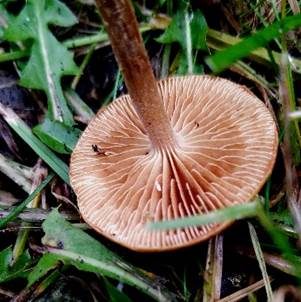Flachhütiger Mooshäubling, Foto 4