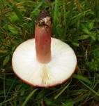 Flammstieltäubling, Foto 12