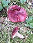 Flammstieltäubling, Foto 7