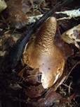 Flaschenförmiger Erdstern, Foto 6