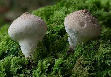 Flaschenstäubling, Foto 2