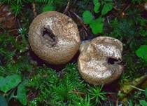 Flaschenstäubling, Foto 17