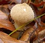 Flaschenstäubling, Foto 20