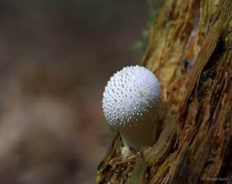 Flaschenstäubling, Foto 4