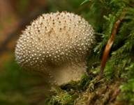 Flaschenstäubling, Foto 24