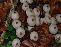 Flaschenstäubling, Foto 25
