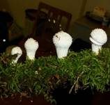 Flaschenstäubling, Foto 29