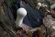 Flaschenstäubling, Foto 33