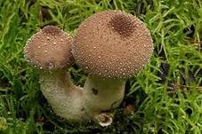 Flaschenstäubling, Foto 7