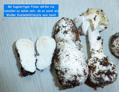 Flaschenstäubling, Foto 52