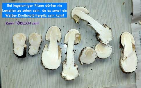 Flaschenstäubling, Foto 53