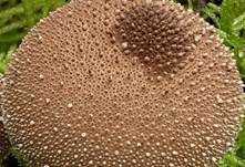 Flaschenstäubling, Foto 8
