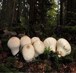 Flaschenstäubling, Foto 11