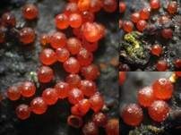 Aufsitzender Pustelpilz = Anamorphe oder Nebenfruchtform oder auch, Foto 10