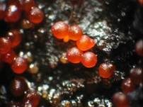 Aufsitzender Pustelpilz = Anamorphe oder Nebenfruchtform oder auch, Foto 11