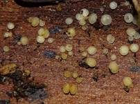 Flatteriges Weichbecherchen, Foto 5