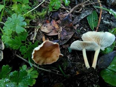 Flattriger Rübling, Foto 3
