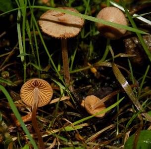 Flaumhaariges Samthäubchen, Foto 2