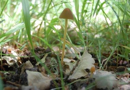 Flaumhaariges Samthäubchen, Foto 3