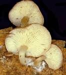 Flaumhaar-Trichterling, Foto 13