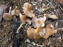 Flaumhaar-Trichterling, Foto 5