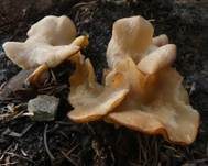 Flaumhaar-Trichterling, Foto 6