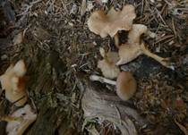 Flaumhaar-Trichterling, Foto 8