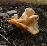 Flaumhaar-Trichterling, Foto 9