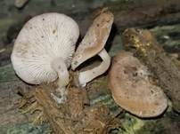 Flaumhaar-Trichterling, Foto 10