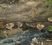 Flaumhaar-Trichterling, Foto 11