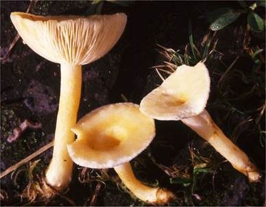 Flaumiger Moormilchling, Foto 4