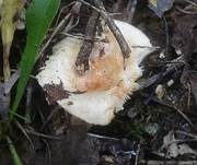 Flaumiger Moormilchling, Foto 5