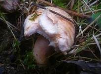 Flaumiger Moormilchling, Foto 6