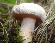Flaumiger Moormilchling, Foto 8