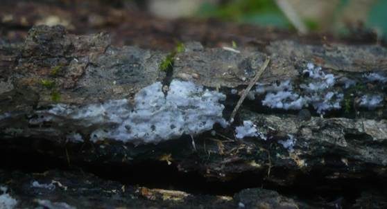 Flaumiger Rindenpilz, Foto 3