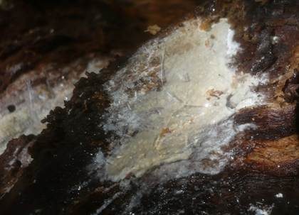 Flaumiger Rindenpilz, Foto 4