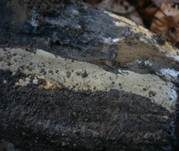 Flaumiger Rindenpilz, Foto 6